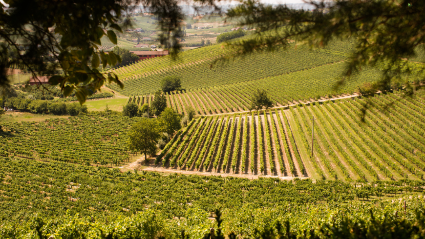 Monferrato, land of wines and hills