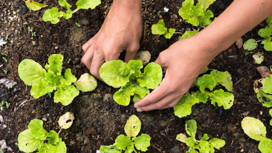 Holidays can be also an occasion to learn and do new things and experiences, like gardening